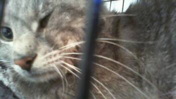 Domestic Short Hair Cats Available for Adoption in Charlotte, North Carolina - A1263972 | PetCurious