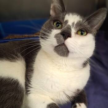 Ragu -  Domestic Short Hair Cat Available for Adoption in Belmont, New York - Ragu | PetCurious