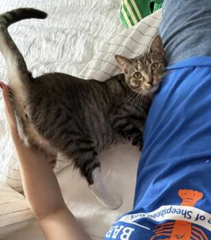 Butterfinger -  Domestic Short Hair Cat for Adoption - Butterfinger | PetCurious