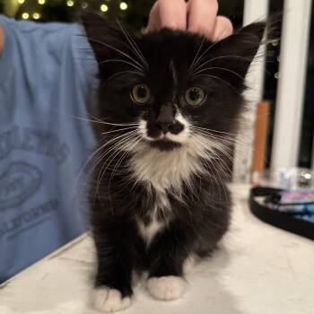 Domestic Long Hair Cats Available for Adoption - Marble | PetCurious
