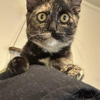 Mimolette -  Tortoiseshell and Domestic Short Hair Cat for Adoption in Gladstone, Oregon - Mimolette | PetCurious