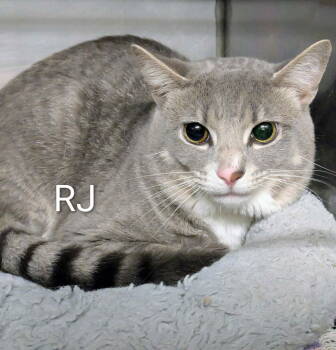 Rescue Domestic Short Hair Cats for Adoption in Herndon, Virginia - RJ | PetCurious