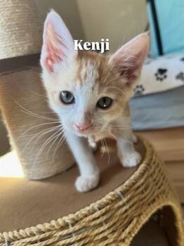 KENJI -  Domestic Short Hair Cat for Adoption in Modesto, California - KENJI | PetCurious