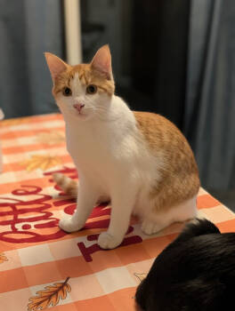 Rescue Domestic Short Hair Cats for Adoption in Kohler, Wisconsin - Ryder | PetCurious