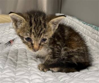 KIMBERLY -  Domestic Short Hair Cat for Adoption in Baytown, Texas - KIMBERLY | PetCurious