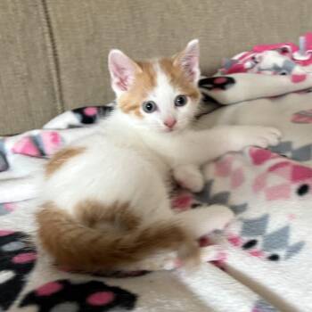 Rescue Domestic Short Hair Cats for Adoption in La Crescent, Minnesota - SQUILL (m) | PetCurious