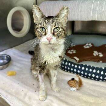 Domestic Short Hair Cats Available for Adoption - Darcy | PetCurious