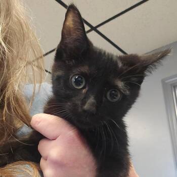 Domestic Short Hair Cats Available for Adoption in Spokane, Washington - Ash | PetCurious
