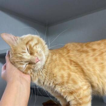 MR FUZZY PANTS -  Domestic Medium Hair Cat for Adoption in Aurora, Colorado - MR FUZZY PANTS | PetCurious