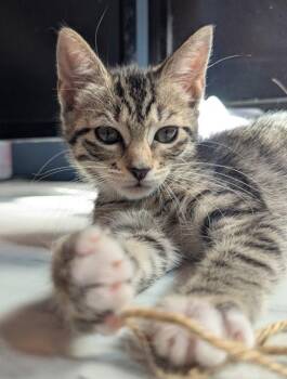 Conn -  Domestic Short Hair Cat for Adoption in Oviedo, Florida - Conn | PetCurious