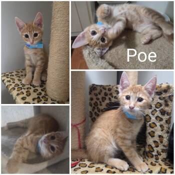 Poe -  Domestic Short Hair Cat for Adoption in Newberg, Oregon - Poe | PetCurious