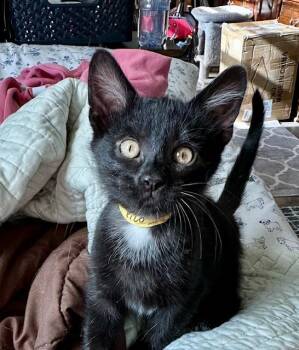 Rescue Domestic Short Hair Cats for Adoption in Minneapolis, Minnesota - Pico | PetCurious