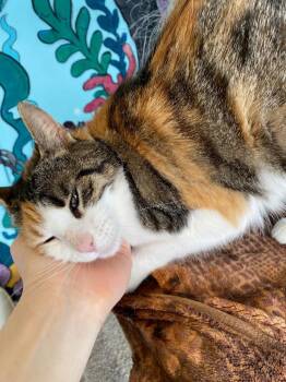 Domestic Short Hair Cats Available for Adoption in Winnipeg, Manitoba - Molly Paws | PetCurious