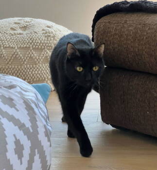 Rescue Domestic Short Hair Cats for Adoption in Mission Viejo, California - Manhattan | PetCurious