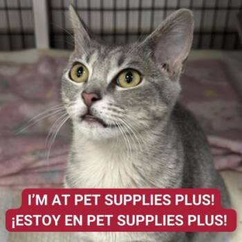 Rescue Domestic Short Hair Cats for Adoption in Carrollton, Texas - Vienna | PetCurious