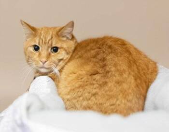Domestic Short Hair and American Shorthair Cats Available for Adoption - Potato | PetCurious