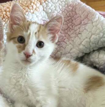 Rescue Domestic Short Hair Cats for Adoption in King City, Ontario - George | PetCurious