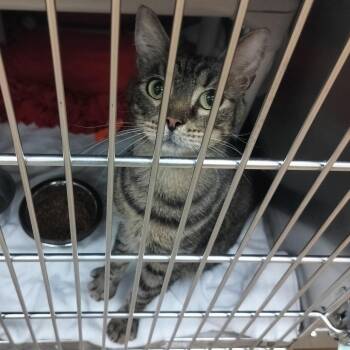 Teddy -  Domestic Short Hair Cat for Adoption - Teddy | PetCurious