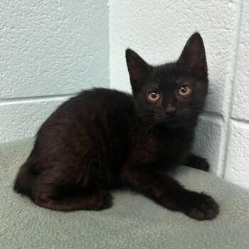 Maytag -  Domestic Short Hair and Mixed Breed Cat for Adoption in Spruce Pine, North Carolina - Maytag | PetCurious