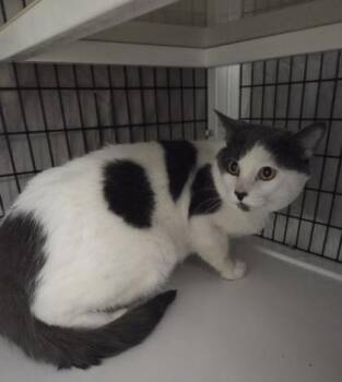 Domestic Short Hair Cats Available for Adoption - Michi | PetCurious