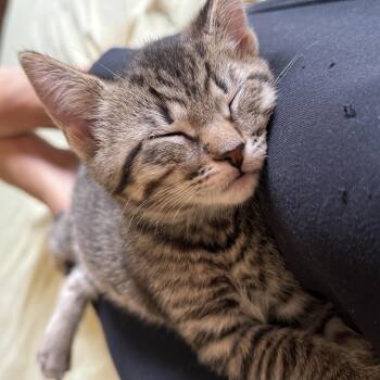 Domestic Short Hair Cats Available for Adoption in South Euclid, Ohio - Pancake | PetCurious