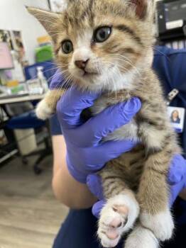 Domestic Short Hair Cats Available for Adoption in Fairhope, Alabama - Cody | PetCurious