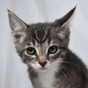 Luna -  Domestic Short Hair Cat for Adoption in Johnson City, Tennessee - Luna | PetCurious
