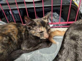 McNugget -  Domestic Short Hair Cat for Adoption in Chamblee, Georgia - McNugget | PetCurious