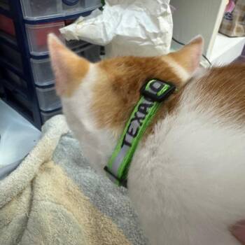 Texaco -  Domestic Short Hair Cat for Adoption in Blairsville, Georgia - Texaco | PetCurious