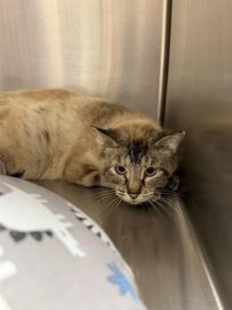 LIN -  Siamese and Domestic Short Hair Cat for Adoption in Albuquerque, New Mexico - LIN | PetCurious