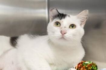 05962b Chips -  Domestic Short Hair Cat for Adoption in North Charleston, South Carolina - 05962b Chips | PetCurious
