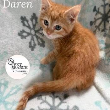 Daren -  Domestic Short Hair Cat for Adoption in Washington, Pennsylvania - Daren | PetCurious