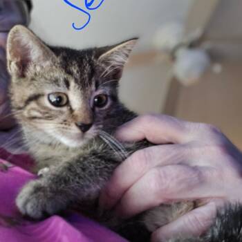 Jenny (in Chestertown, MD) -  Domestic Short Hair Cat for Adoption - Jenny (in Chestertown, MD) | PetCurious