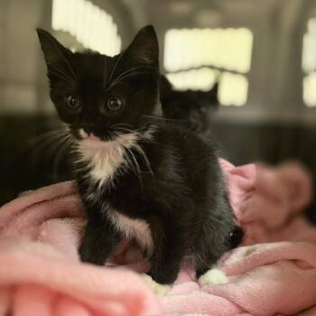 Alvin -  Domestic Short Hair Cat for Adoption in Dublin, California - Alvin | PetCurious