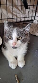 Rescue Domestic Short Hair Cats for Adoption in Butler, Pennsylvania - Luna | PetCurious