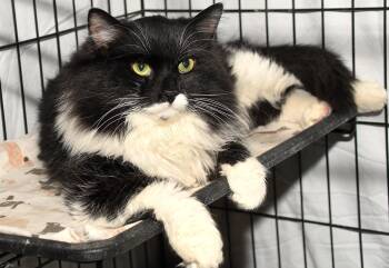 Domestic Long Hair Cats Available for Adoption - Tuxedo Ted | PetCurious
