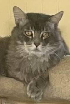 Smokey McTavish -  Maine Coon and Norwegian Forest Cat Cat for Adoption in Bow, Washington - Smokey McTavish | PetCurious