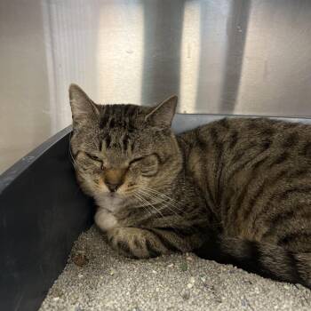 Jesse McCartney -  Domestic Short Hair Cat for Adoption - Jesse McCartney | PetCurious