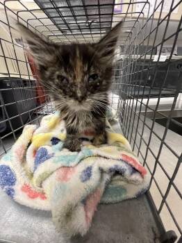Domestic Medium Hair Cats Available for Adoption in Las Vegas, Nevada - A1420622 | PetCurious