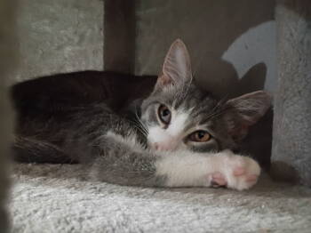 Rescue Domestic Short Hair Cats for Adoption in Niles, Michigan - Ali | PetCurious