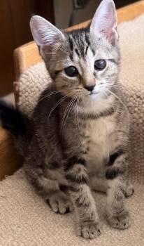 Pizza Puff -  Domestic Short Hair Cat for Adoption in Chicago, Illinois - Pizza Puff | PetCurious