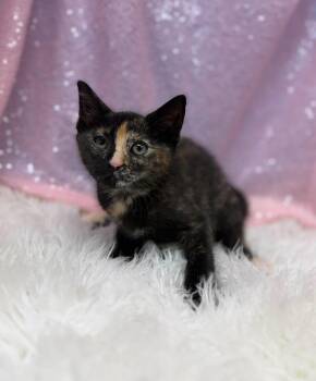 Nyara -  Domestic Short Hair Cat for Adoption in Clarkesville, Georgia - Nyara | PetCurious