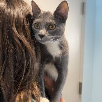Blair -  Domestic Short Hair Cat for Adoption in Chesapeake, Virginia - Blair | PetCurious