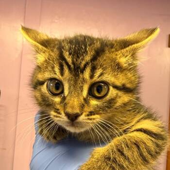 Domestic Short Hair Cats Available for Adoption in Redwood Valley, California - Nori | PetCurious
