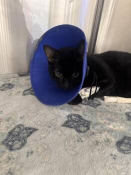 Tricksi -  Domestic Short Hair Cat for Adoption - Tricksi | PetCurious