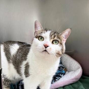 Domestic Short Hair Cats Available for Adoption in State College, Pennsylvania - Meeka | PetCurious