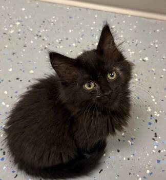 Nevada -  Domestic Long Hair Cat for Adoption in Yankton, South Dakota - Nevada | PetCurious