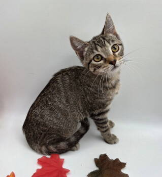 Rescue Domestic Short Hair and Tabby Cats for Adoption in Attalla, Alabama - Kit | PetCurious