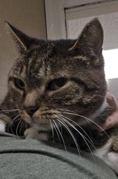Cookie & Monster - Bonded Pair -  Domestic Short Hair Cat for Adoption in East Brookfield, Massachusetts - Cookie & Monster - Bonded Pair | PetCurious