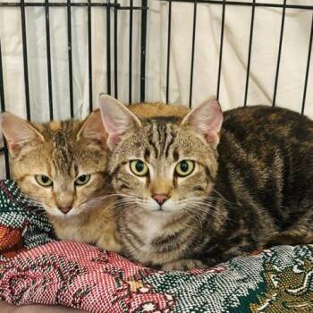 Domestic Short Hair Cats Available for Adoption in Gordonsville, Tennessee - Maple (26-2011) | PetCurious